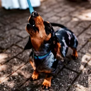 Pups always welcome. Even if it’s only for a little bit, a hug, a bark. Anything! 

#dogsatweddings #bristolweddingphotography